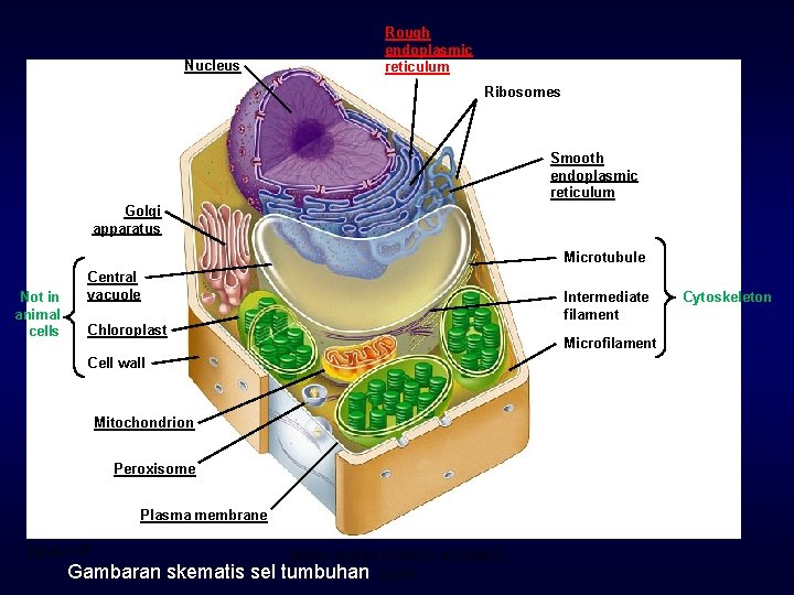 Nucleus Rough endoplasmic reticulum Ribosomes Smooth endoplasmic reticulum Golgi apparatus Microtubule Not in animal