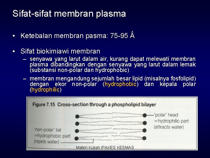 Sifat-sifat membran plasma • Ketebalan membran pasma: 75 -95 Ǻ • Sifat biokimiawi membran