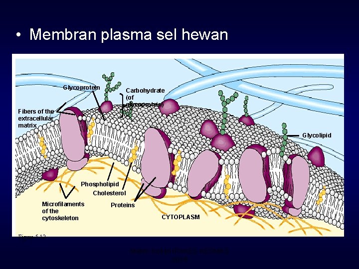  • Membran plasma sel hewan Glycoprotein Carbohydrate (of glycoprotein) Fibers of the extracellular