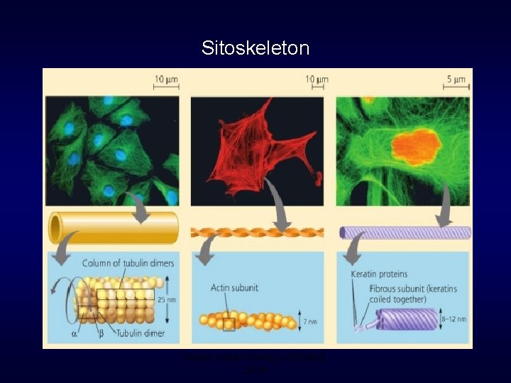 Sitoskeleton Materi Kuliah IPAKES KESMAS 2015 