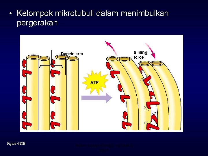  • Kelompok mikrotubuli dalam menimbulkan pergerakan Microtubule doublet Dynein arm Figure 4. 18