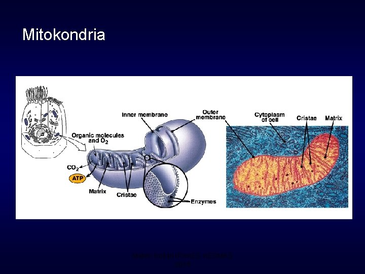 Mitokondria Materi Kuliah IPAKES KESMAS 2015 