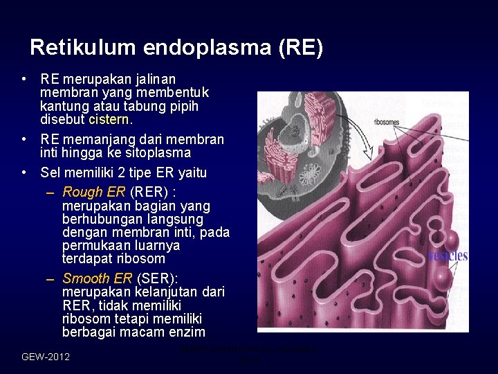 Retikulum endoplasma (RE) • RE merupakan jalinan membran yang membentuk kantung atau tabung pipih