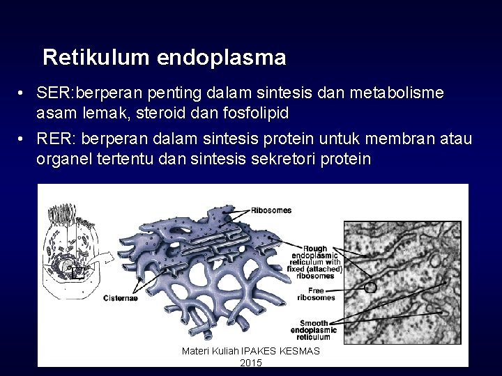 Retikulum endoplasma • SER: berperan penting dalam sintesis dan metabolisme asam lemak, steroid dan