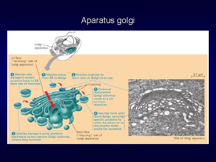 Aparatus golgi Materi Kuliah IPAKES KESMAS 2015 