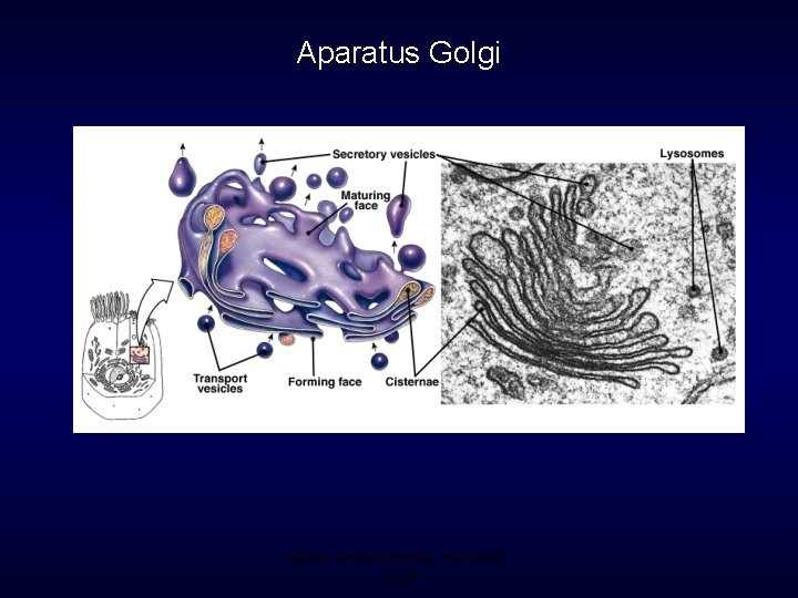 Aparatus Golgi Materi Kuliah IPAKES KESMAS 2015 