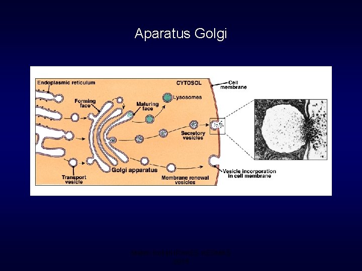 Aparatus Golgi Materi Kuliah IPAKES KESMAS 2015 