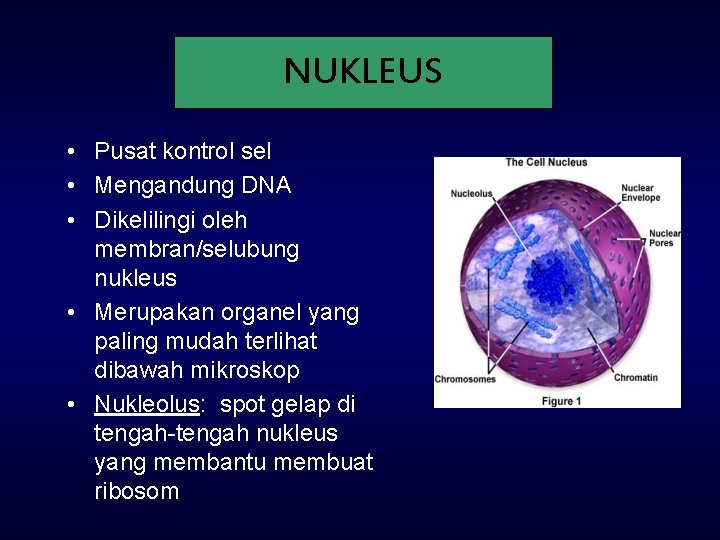 NUKLEUS • Pusat kontrol sel • Mengandung DNA • Dikelilingi oleh membran/selubung nukleus •