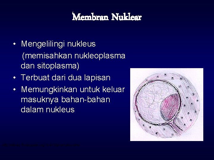 Membran Nuklear • Mengelilingi nukleus (memisahkan nukleoplasma dan sitoplasma) • Terbuat dari dua lapisan