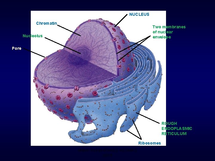 NUCLEUS Chromatin Two membranes of nuclear envelope Nucleolus Pore ROUGH ENDOPLASMIC RETICULUM Ribosomes Materi