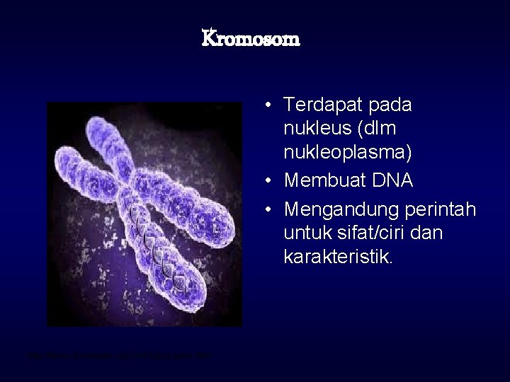 Kromosom • Terdapat pada nukleus (dlm nukleoplasma) • Membuat DNA • Mengandung perintah untuk