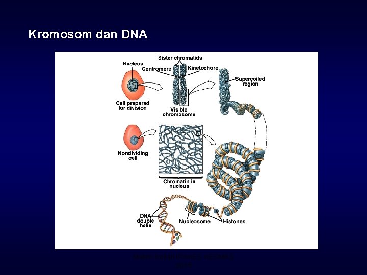 Kromosom dan DNA Materi Kuliah IPAKES KESMAS 2015 