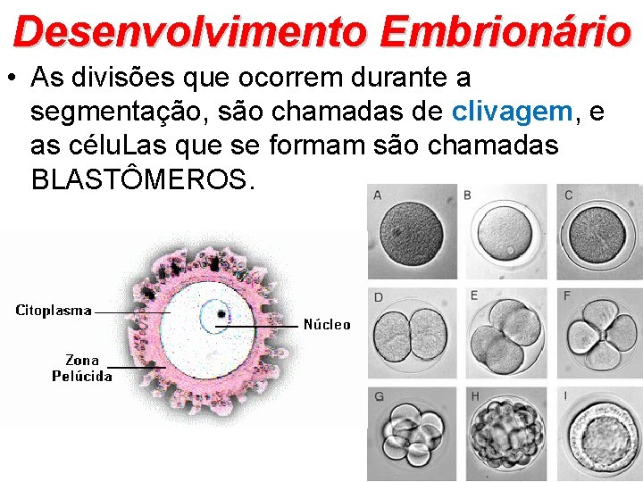Desenvolvimento Embrionário • As divisões que ocorrem durante a segmentação, são chamadas de clivagem,