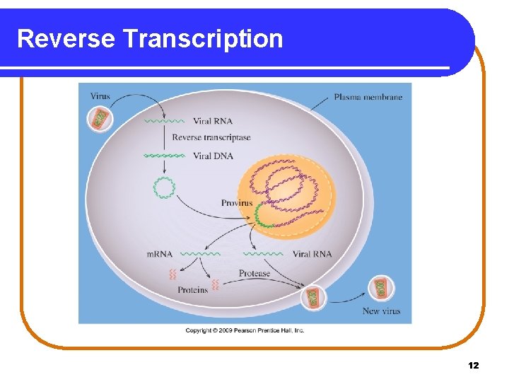 Reverse Transcription 12 