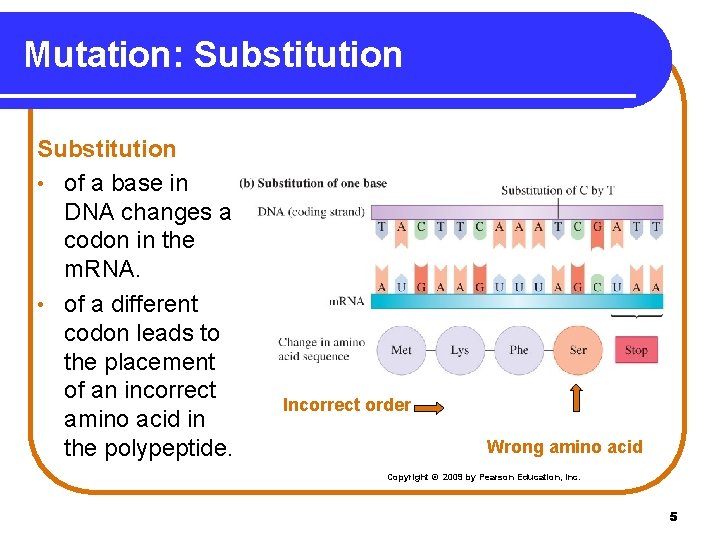 Mutation: Substitution • of a base in DNA changes a codon in the m.