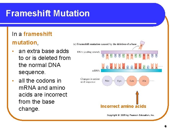 Frameshift Mutation In a frameshift mutation, • an extra base adds to or is