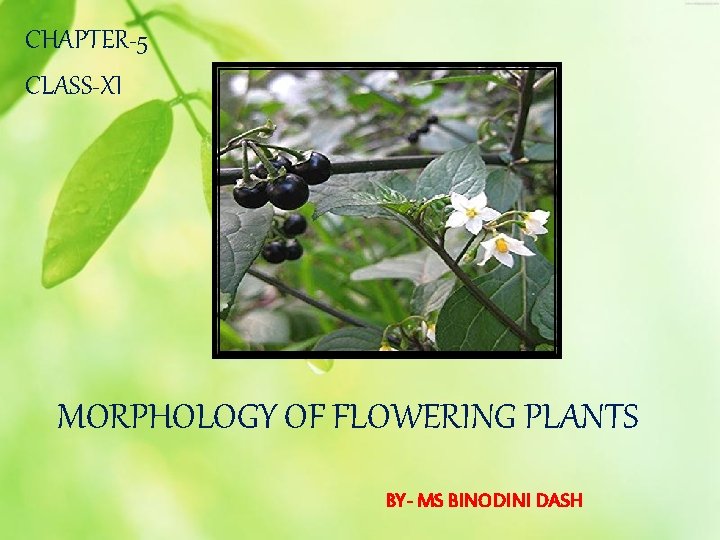 CHAPTER-5 CLASS-XI MORPHOLOGY OF FLOWERING PLANTS BY- MS BINODINI DASH 
