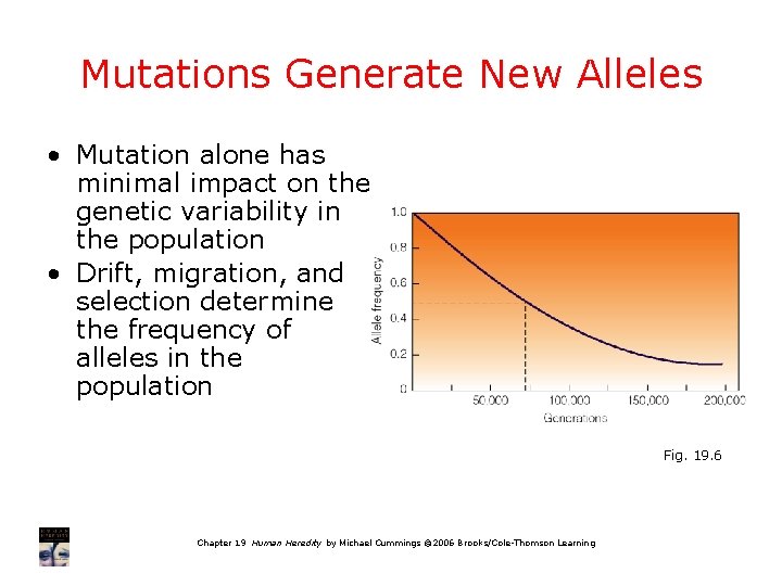 Mutations Generate New Alleles • Mutation alone has minimal impact on the genetic variability