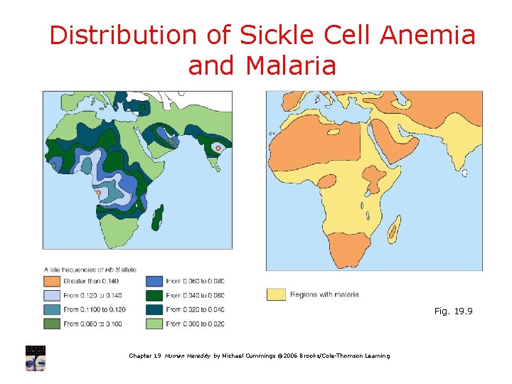 Distribution of Sickle Cell Anemia and Malaria Fig. 19. 9 Chapter 19 Human Heredity