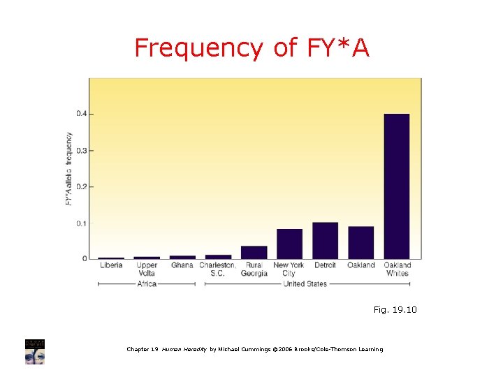 Frequency of FY*A Fig. 19. 10 Chapter 19 Human Heredity by Michael Cummings ©