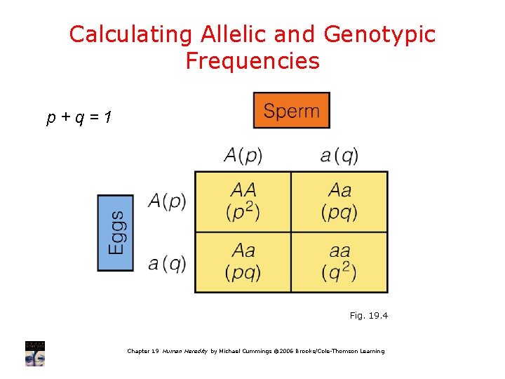 Calculating Allelic and Genotypic Frequencies p+q=1 Fig. 19. 4 Chapter 19 Human Heredity by