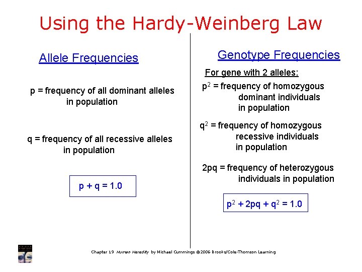 Using the Hardy-Weinberg Law Allele Frequencies p = frequency of all dominant alleles in