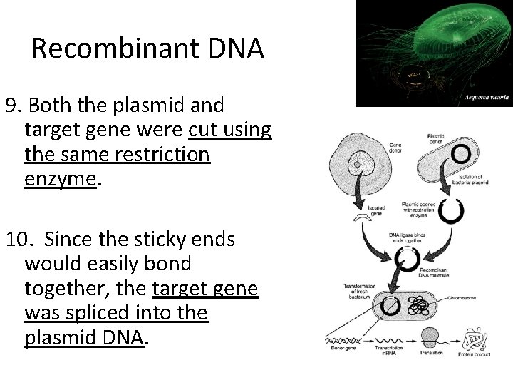 Recombinant DNA 9. Both the plasmid and target gene were cut using the same