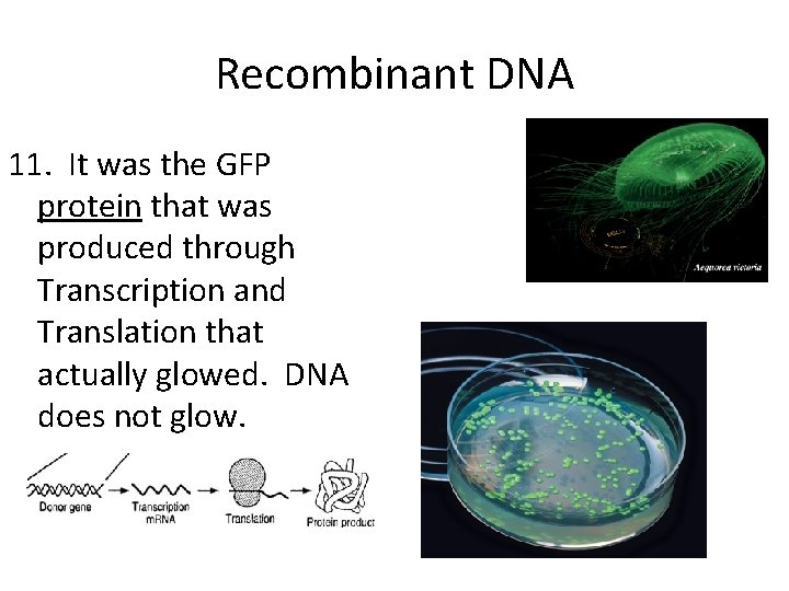 Recombinant DNA 11. It was the GFP protein that was produced through Transcription and