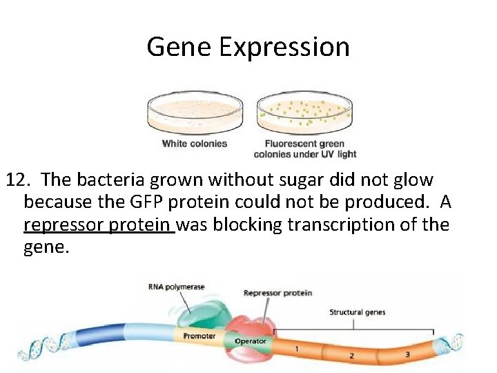 Gene Expression No Sugar 12. The bacteria grown without sugar did not glow because