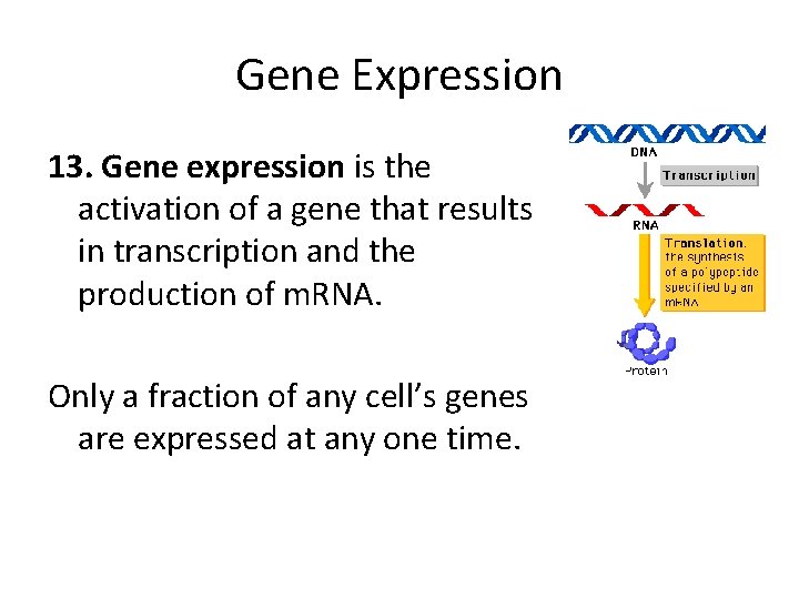 Gene Expression 13. Gene expression is the activation of a gene that results in