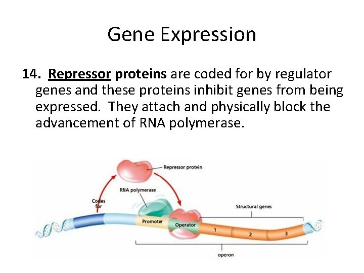 Gene Expression 14. Repressor proteins are coded for by regulator genes and these proteins