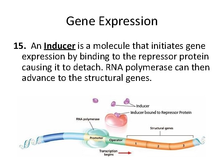 Gene Expression 15. An Inducer is a molecule that initiates gene expression by binding