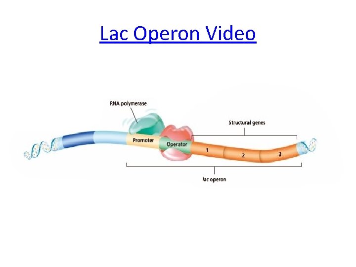 Lac Operon Video 