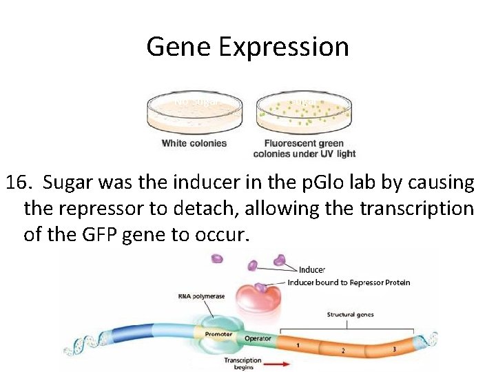 Gene Expression No Sugar 16. Sugar was the inducer in the p. Glo lab