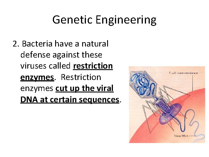 Genetic Engineering 2. Bacteria have a natural defense against these viruses called restriction enzymes.