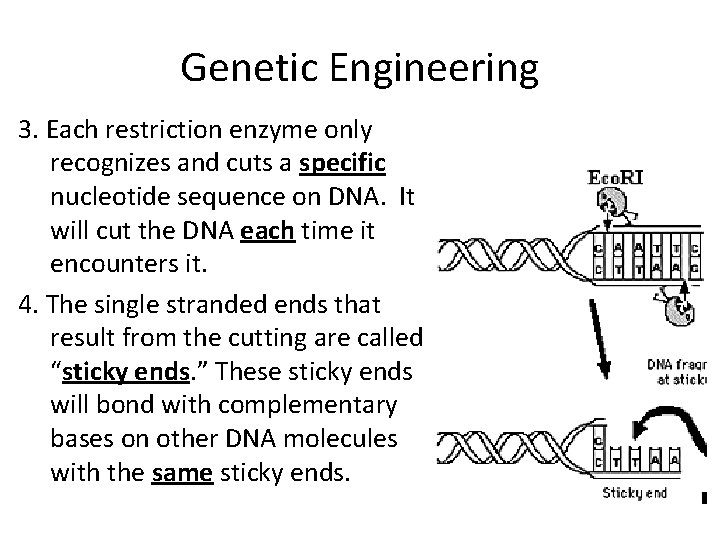 Genetic Engineering 3. Each restriction enzyme only recognizes and cuts a specific nucleotide sequence