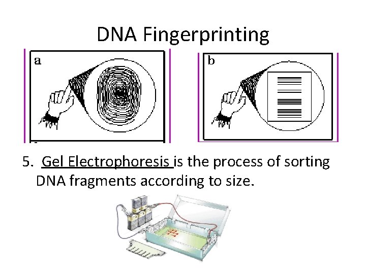 DNA Fingerprinting 5. Gel Electrophoresis is the process of sorting DNA fragments according to