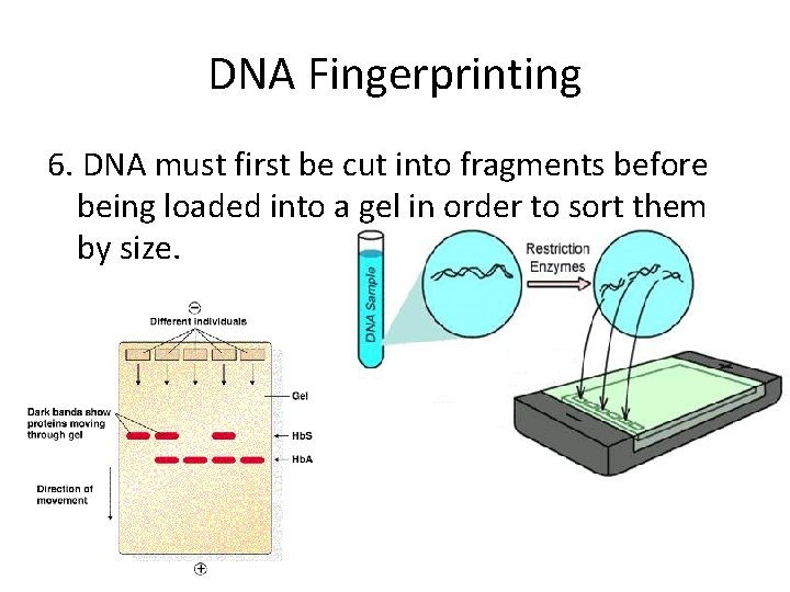 DNA Fingerprinting 6. DNA must first be cut into fragments before being loaded into