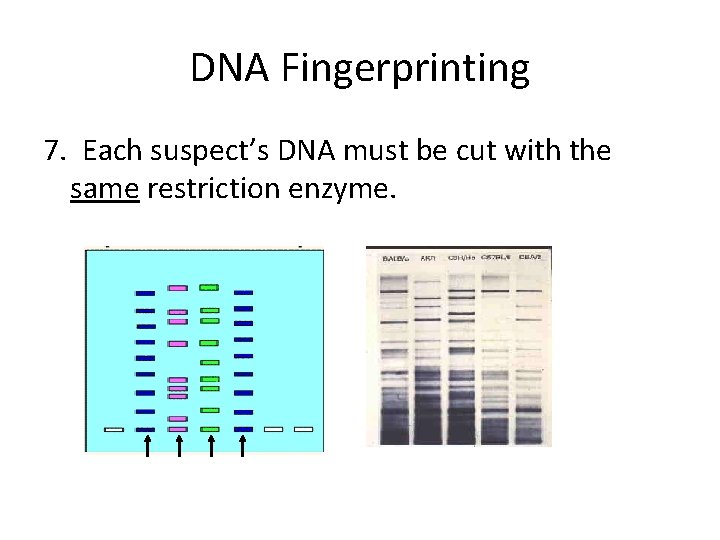 DNA Fingerprinting 7. Each suspect’s DNA must be cut with the same restriction enzyme.