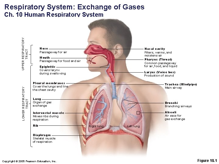 Respiratory System: Exchange of Gases LOWER RESPIRATORY TRACT UPPER RESPIRATORY TRACT Ch. 10 Human