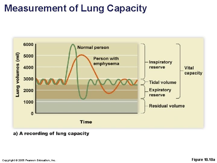 Measurement of Lung Capacity Copyright © 2009 Pearson Education, Inc. Figure 10. 10 a