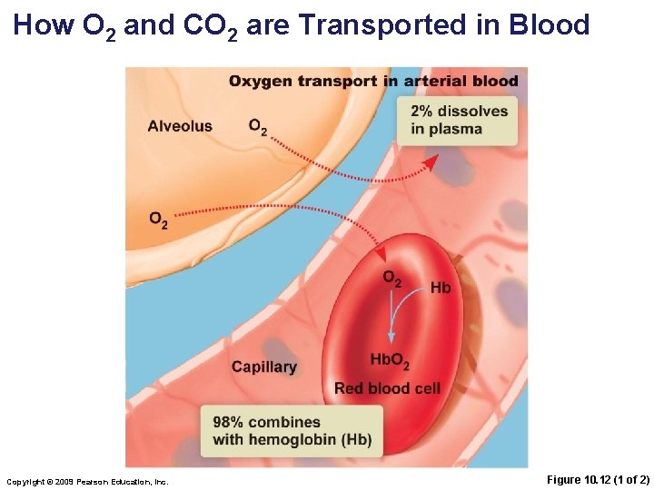 How O 2 and CO 2 are Transported in Blood Copyright © 2009 Pearson