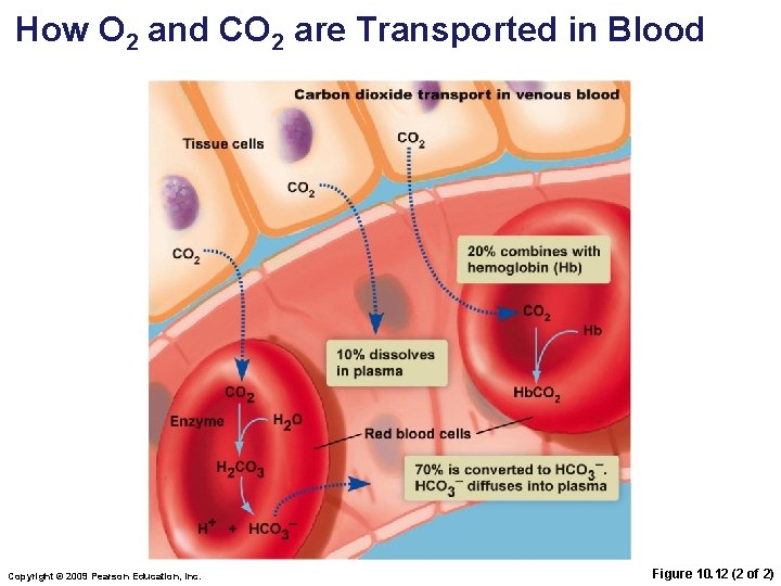 How O 2 and CO 2 are Transported in Blood Copyright © 2009 Pearson