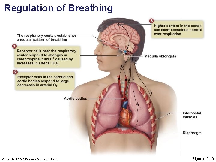 Regulation of Breathing Copyright © 2009 Pearson Education, Inc. Figure 10. 13 