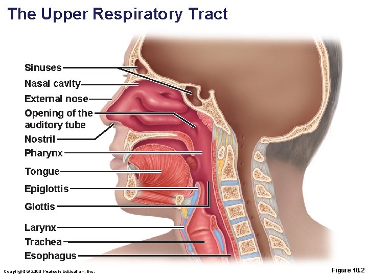 The Upper Respiratory Tract Sinuses Nasal cavity External nose Opening of the auditory tube