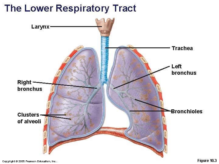 The Lower Respiratory Tract Larynx Trachea Left bronchus Right bronchus Clusters of alveoli Copyright