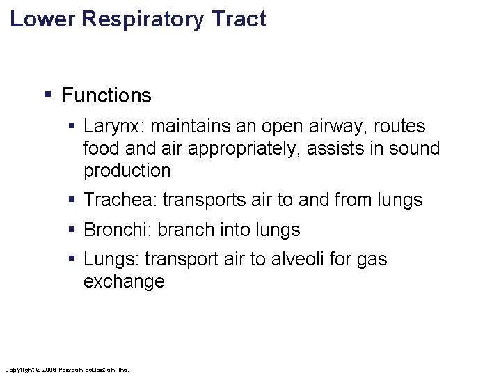 Lower Respiratory Tract § Functions § Larynx: maintains an open airway, routes food and