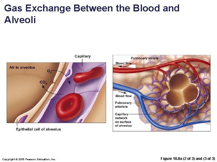 Gas Exchange Between the Blood and Alveoli Copyright © 2009 Pearson Education, Inc. Figure