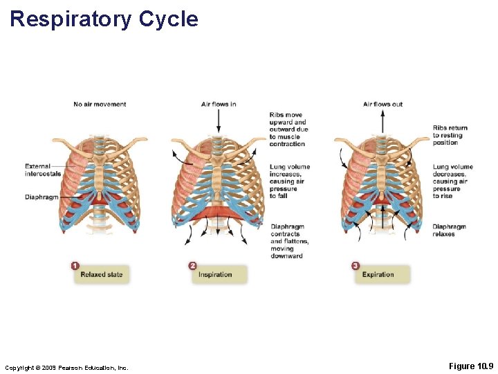 Respiratory Cycle Copyright © 2009 Pearson Education, Inc. Figure 10. 9 