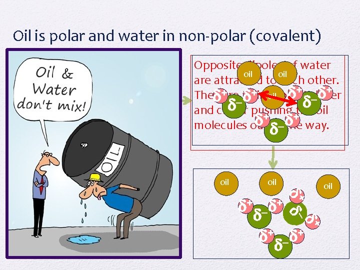 Oil is polar and water in non-polar (covalent) + – + oil oil +